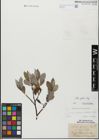 Foto von Salix glabra Scop.